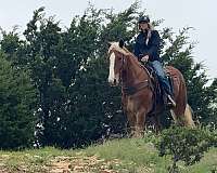 parade-draft-horse