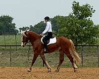 ranch-draft-horse