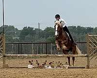 ranch-work-draft-horse
