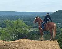 ridden-english-draft-horse