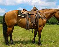 athletic-quarter-horse