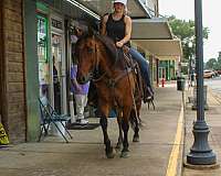 beginner-quarter-horse