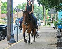 kid-safe-quarter-horse