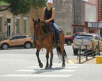 performance-quarter-horse