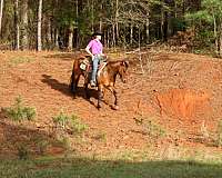 ranch-quarter-horse
