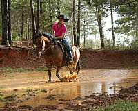 ranch-versatility-quarter-horse