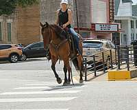 ranch-work-quarter-horse