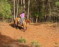 ridden-western-quarter-horse