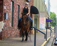 roping-quarter-horse