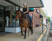 trail-riding-quarter-horse