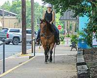 western-riding-quarter-horse