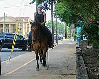 trail-quarter-horse
