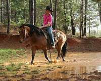 working-cattle-quarter-horse
