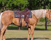 athletic-quarter-pony
