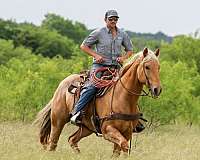 calf-roping-quarter-pony