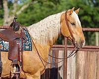 performance-quarter-pony