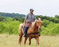ranch-versatility-quarter-pony
