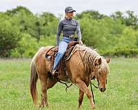 roping-quarter-pony