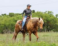 show-quarter-pony