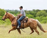 trail-quarter-pony