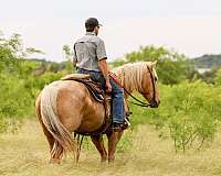 western-riding-quarter-pony