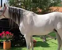 athletic-andalusian-horse