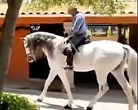 dressage-andalusian-horse