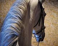 endurance-andalusian-horse