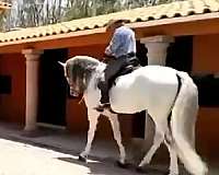 english-pleasure-andalusian-horse