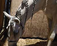 eventing-andalusian-horse