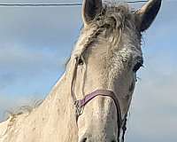 experienced-andalusian-horse