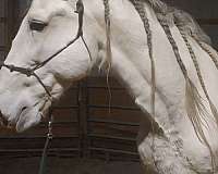 flashy-andalusian-horse
