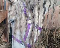 gaited-andalusian-horse