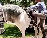 jumper-andalusian-horse