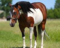 athletic-paint-horse