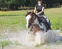flashy-paint-horse