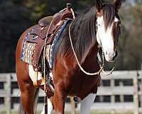 ranch-paint-horse