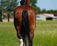 ranch-work-paint-horse