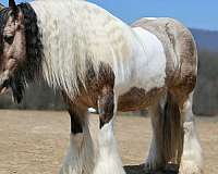 beginner-gypsy-vanner-horse