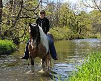 athletic-gypsy-vanner-horse