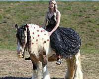 driving-gypsy-vanner-horse