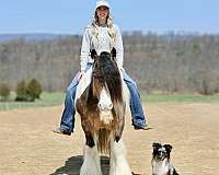 flashy-gypsy-vanner-horse