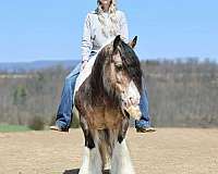 kid-safe-gypsy-vanner-horse