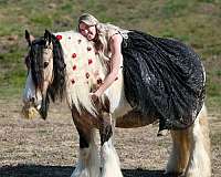 parade-gypsy-vanner-horse