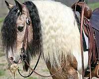 show-gypsy-vanner-horse