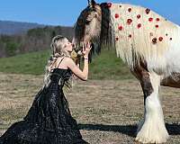 trail-gypsy-vanner-horse