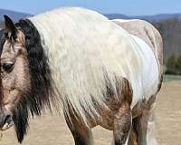 youth-gypsy-vanner-horse