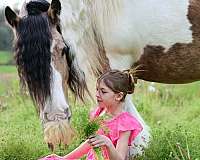 pinto-gypsy-vanner-gelding