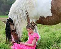 pinto-all-around-horse