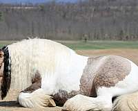 pinto-beginner-horse